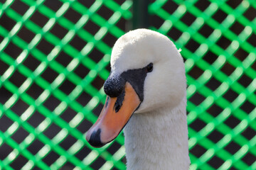 Obraz premium White swan with an orange beak is standing in front of a green fence. Concept of calm and serenity, as the swan appears to be at peace in its natural habitat