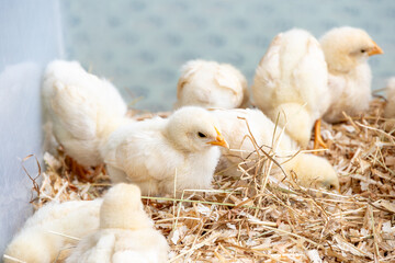 ひよこ © tatsuya