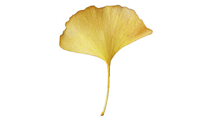 Naklejka premium Ginkgo Leaf and Autumn Foliage