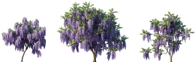 Set of Wisteria floribunda (common name Japanese wisteria) blooming trees frontal street png in sunny daylight on a transparent background perfectly cutout