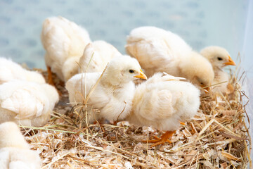 ひよこ © tatsuya