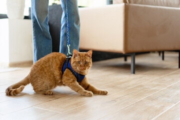 Ginger cat wearing harness and leash resisting walking inside modern apartment