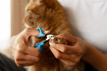 Veterinarian trimming cat's claws using special scissors