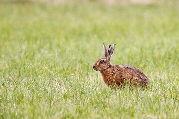 European Hare (Lepus europaeus). Taken near Salisbury, England.