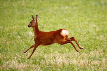 Roe Deer (Capreolus capreolus) running in a field of grass. Taken near Salisbury, England.