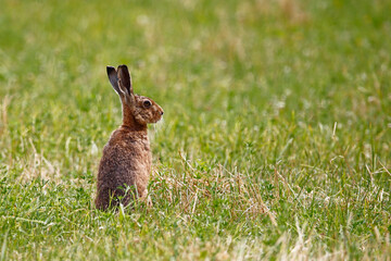 European Hare (Lepus europaeus). Taken near Salisbury, England.