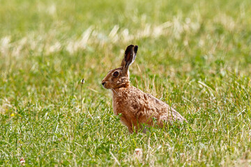 European Hare (Lepus europaeus). Taken near Salisbury, England.