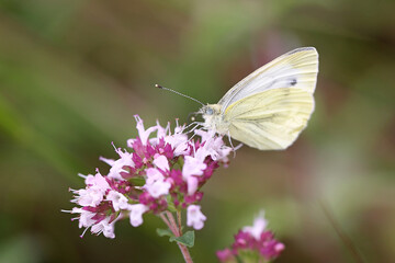 Large White butterfly (Pieris brassicae) feeding on wild marjoram flowers (Origanum vulgare). Taken in June, near Salisbury, England.