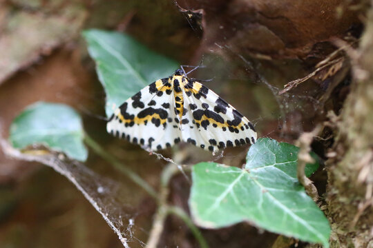 Magpie Moth (Abraxas grossulariata) on ivy leaves, Taken near Salisbury, England.