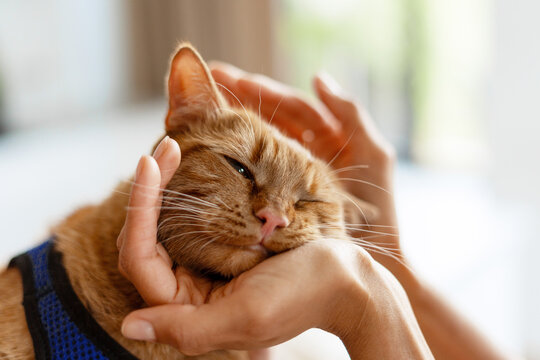 Veterinarian stroking a ginger cat's head during a visit