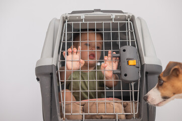 Little child in a cage with a Jack Russell Terrier dog. 