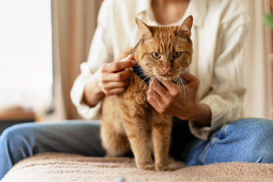 Woman putting harness on ginger cat before going for a walk