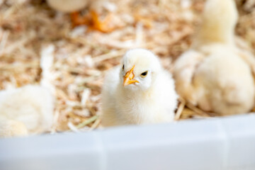 ひよこ © tatsuya