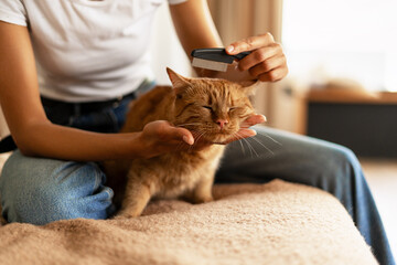 Woman combing a ginger cat sitting on bed