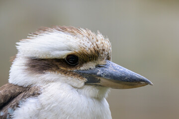 Laughing kookaburra (Dacelo novaeguineae)