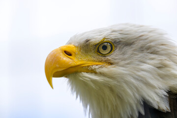 Bald Eagle (Haliaeetus leucocephalus) adult portrait in close up against white sky