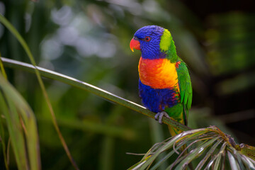 Rainbow lorikeet (Trichoglossus haematodus) perched on leaf from palmtree.