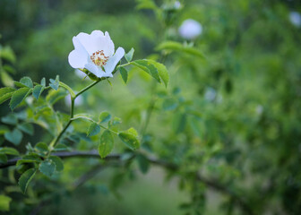 Elegant white Wild Rose blossom with natural green copy space