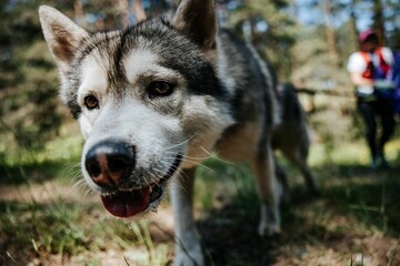 Close-up of a Siberian Husky in a forest.