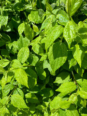 Texture of mock orange green leaves with raindrops. Natural background.
