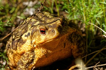 Close-up of a toad with textured skin and vibrant eyes.