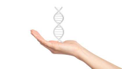 A human hand holding a 3D DNA double helix model, symbolizing genetics and scientific research.