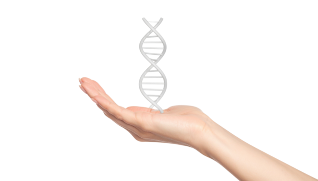A human hand holding a 3D DNA double helix model, symbolizing genetics and scientific research.