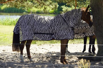 A horse dressed as a zebra, intended to protect against insects. Stedden near Winsen. Germany. 
