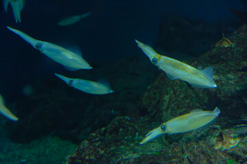 Bigfin reef squid (Sepioteuthis lessoniana) under water