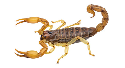 Isolated Scorpion on White Background