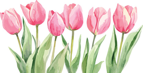 Obraz premium Watercolor Pink Tulips Row Isolated on White Background Illustration