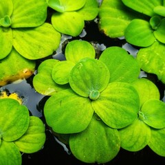 Green Azolla flowers spreading across the surface of a pond, forming a lush, floating carpet of...