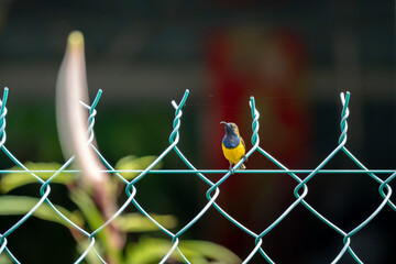 A male Olive-backed Sunbird perched on wire fence or metal net, showcasing its bright yellow...