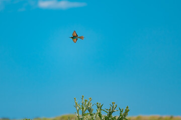 European Bee-eater (Merops apiaster) in Mid-Flight over the Wildflower Meadows of the Danube Delta, Romania – Vivid Colors in Untamed Eastern European Wilderness