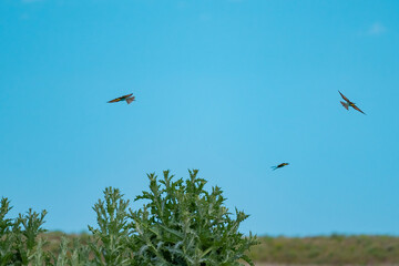 European Bee-eater (Merops apiaster) in Mid-Flight over the Wildflower Meadows of the Danube Delta, Romania – Vivid Colors in Untamed Eastern European Wilderness