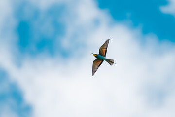 European Bee-eater (Merops apiaster) in Mid-Flight over the Wildflower Meadows of the Danube Delta, Romania – Vivid Colors in Untamed Eastern European Wilderness