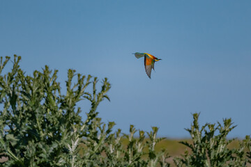 European Bee-eater (Merops apiaster) in Mid-Flight over the Wildflower Meadows of the Danube Delta, Romania – Vivid Colors in Untamed Eastern European Wilderness