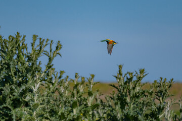 European Bee-eater (Merops apiaster) in Mid-Flight over the Wildflower Meadows of the Danube Delta, Romania – Vivid Colors in Untamed Eastern European Wilderness