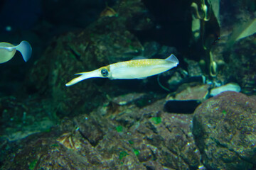 Bigfin reef squid (Sepioteuthis lessoniana) under water