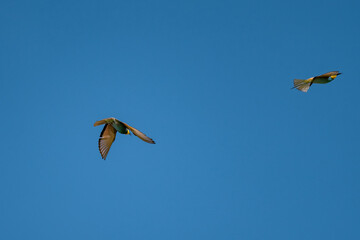 European Bee-eater (Merops apiaster) in Mid-Flight over the Wildflower Meadows of the Danube Delta, Romania – Vivid Colors in Untamed Eastern European Wilderness