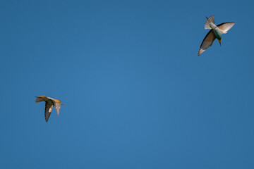 European Bee-eater (Merops apiaster) in Mid-Flight over the Wildflower Meadows of the Danube Delta, Romania – Vivid Colors in Untamed Eastern European Wilderness