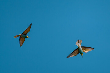 European Bee-eater (Merops apiaster) in Mid-Flight over the Wildflower Meadows of the Danube Delta, Romania – Vivid Colors in Untamed Eastern European Wilderness