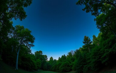 Starry night sky above a lush forest with vibrant green trees framing the scene, offering a peaceful and tranquil view. Perfect for nature themes or outdoor concepts. High quality