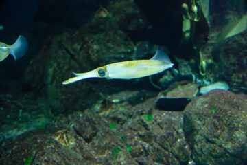 Bigfin reef squid (Sepioteuthis lessoniana) under water