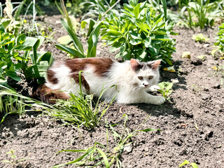 White and brown cat lying in garden surrounded by flourishing plants and soil, enjoying the outdoors in serene natural environment.