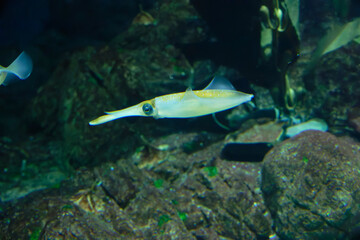 Bigfin reef squid (Sepioteuthis lessoniana) under water