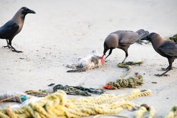 Black raven or crow bird is eating a dead cat on the beach, carcass feeding, animal behavior