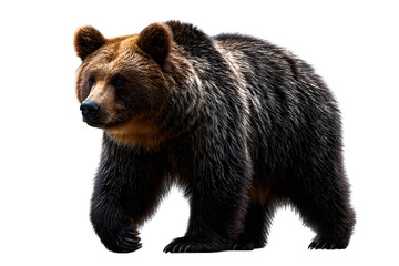 Fototapeta premium brown bear isolated on white