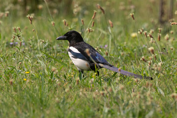 Pie bavarde,
Pica pica, Eurasian Magpie