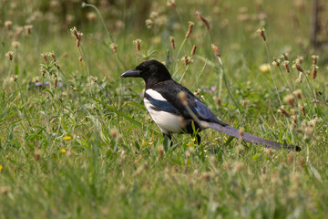 Pie bavarde,Pica pica, Eurasian Magpie